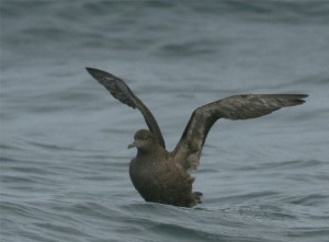 Grauwe Pijlstormvogel (Ricardo van Dijk)