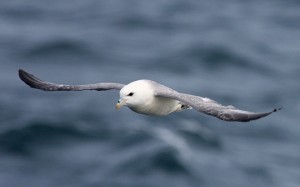 Noordse Stormvogel (Bart Vastenhouw)