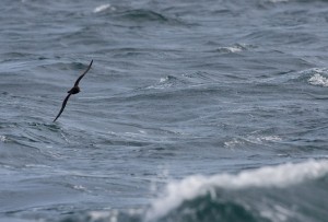 Grauwe Pijlstormvogel (Luc Hoogenstein)