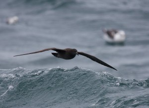 Grauwe Pijlstormvogel (Bart Vastenhouw)