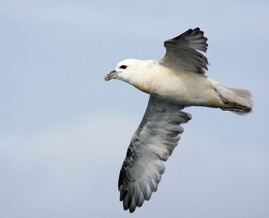 Noordse Stormvogel (Bart Vastenhouw)