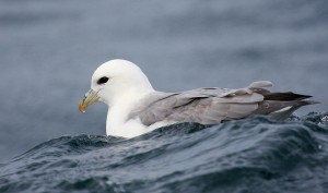 Noordse Stormvogel (Bart Vastenhouw)