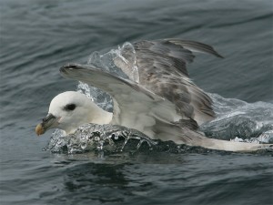 Noordse Stormvogel (Ricardo van Dijk)