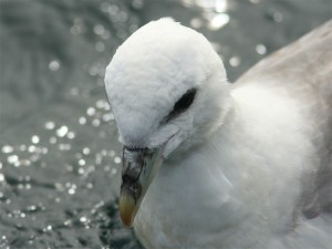 Noordse Stormvogel (Ricardo van Dijk)