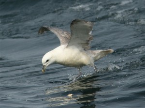 Noordse Stormvogel (Ricardo van Dijk)