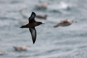 Grauwe Pijlstormvogel (Luc Hoogenstein)