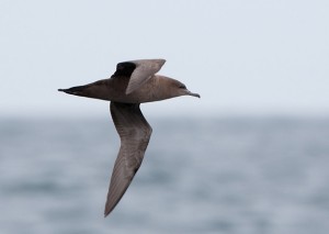 Grauwe Pijlstormvogel (Luc Hoogenstein)