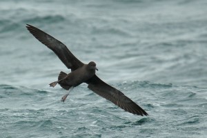 Grauwe Pijlstormvogel (Sander Lagerveld)