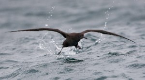 Grauwe Pijlstormvogel (Luc Hoogenstein)