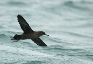 Grauwe Pijlstormvogel (Sander Lagerveld)