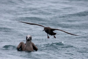 Grauwe Pijlstormvogel (Bart Vastenhouw)