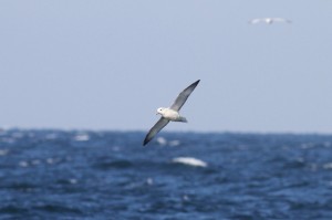 Noordse stormvogel (Maarten Immerzeel)