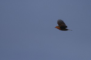 Roodborst (Maarten Immerzeel)