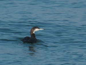 IJsduiker (Sander Lagerveld)