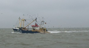 kotter met meeuwenwol (André Hospers)