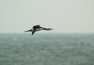 Roodkeelduiker (Sander Lagerveld)