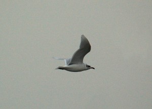 Zwartkopmeeuw (Sander Lagerveld)