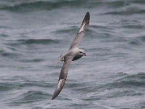 Dubbeldonkere Noordse Stormvogel (Foto: Ricardo van Dijk)