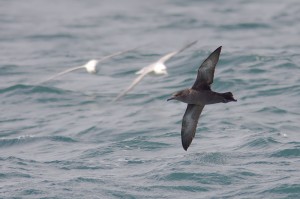 Grauwe Pijlstormvogel (Foto: Peter Soer)