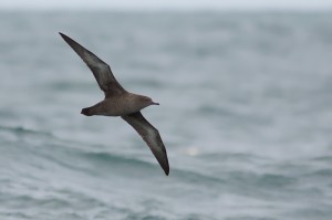 Grauwe Pijlstormvogel (Foto: Peter Soer)