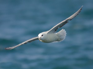 Noordse Stormvogel (Foto: Peter Soer)