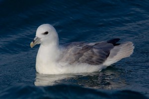 Noordse Stormvogel (Foto: Peter Soer)