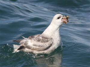 Noordse Stormvogel (Ricardo van Dijk)