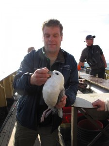 ringen Noordse Stormvogel (Foto: Bart Vastenhouw)