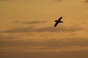 Noordse Stormvogel