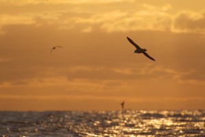 Noordse Stormvogel