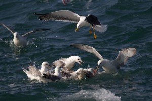 Noordse Stormvogels