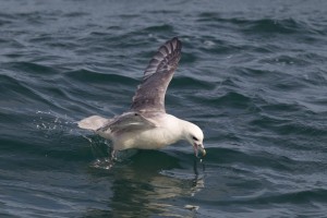 Noordse Stormvogel