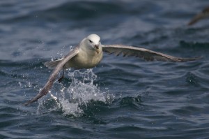 Noordse Stormvogel