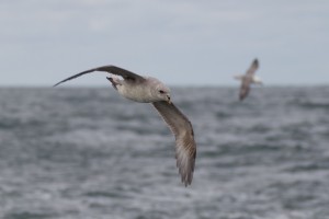 donkere fase Noordse Stormvogel