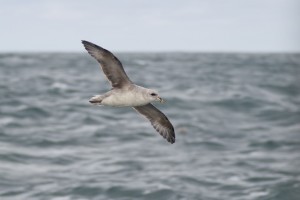 donkere fase Noordse Stormvogel