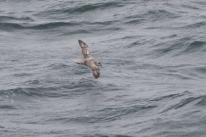 donkere fase Noordse Stormvogel