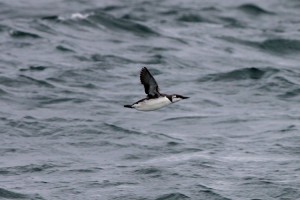 Zeekoet (Foto: Jan Dekker)