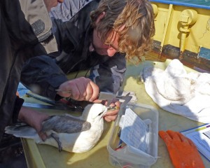 ringen Noordse Stromvogel (Foto: Rob Koelman)