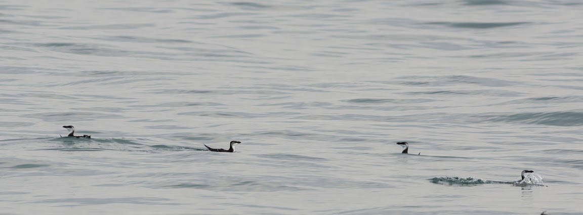 Alken hebben een lange staart (langer dan Zeekoeten) (foto: © Hans van Zummeren)